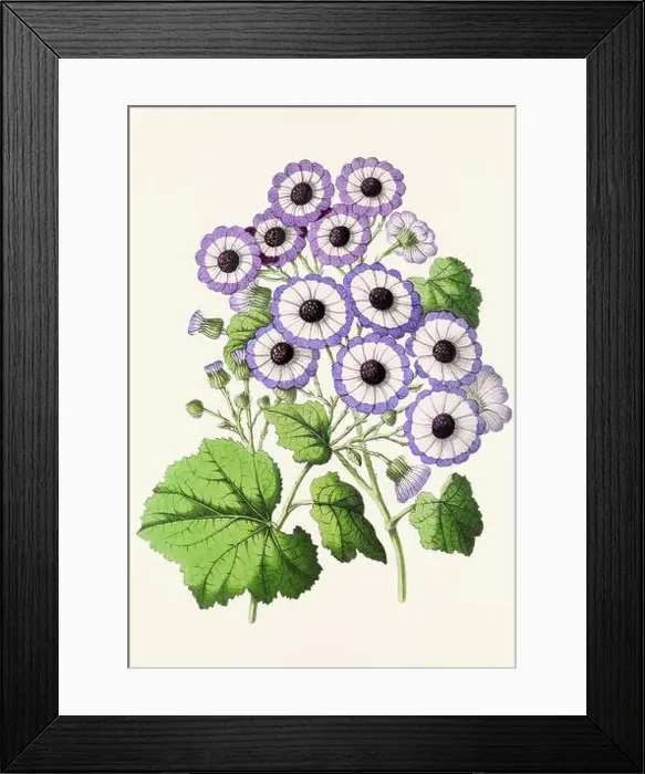 Framed Print : Vintage flower illustration Framed Print : Vintage flower illustration