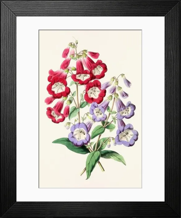 Framed Print : Vintage flower illustration Framed Print : Vintage flower illustration