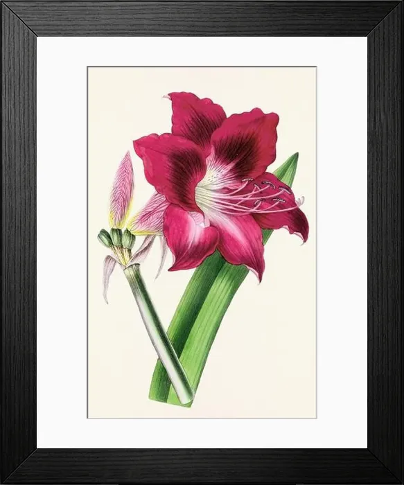Framed Print : Vintage flower illustration Framed Print : Vintage flower illustration
