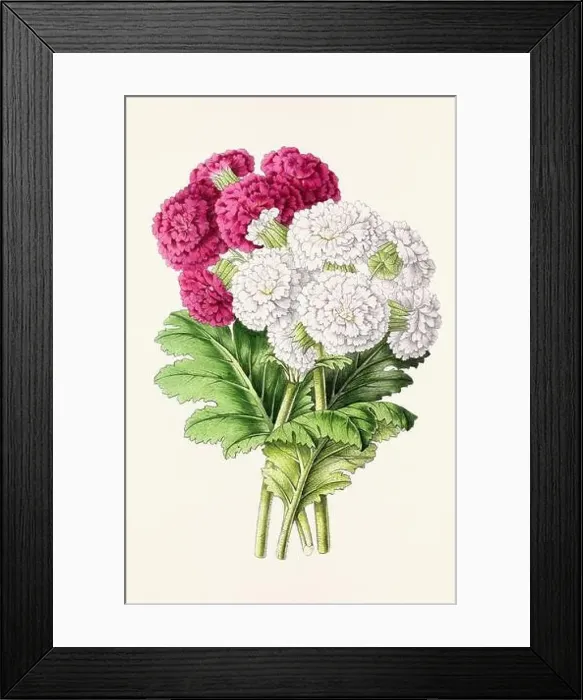 Framed Print : Vintage flower illustration