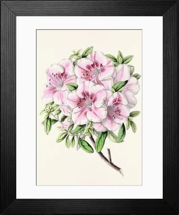Framed Print : Vintage flower illustration Framed Print : Vintage flower illustration