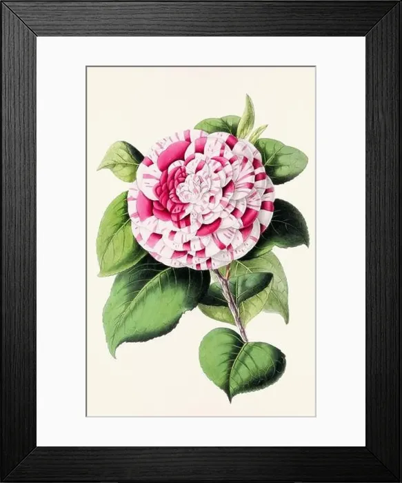 Framed Print : Vintage flower illustration Framed Print : Vintage flower illustration