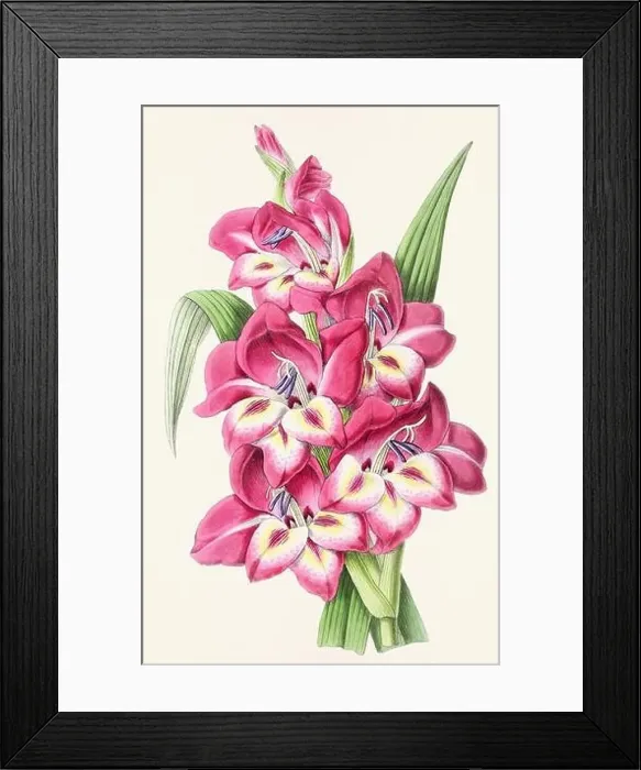 Framed Print : Vintage flower illustration Framed Print : Vintage flower illustration