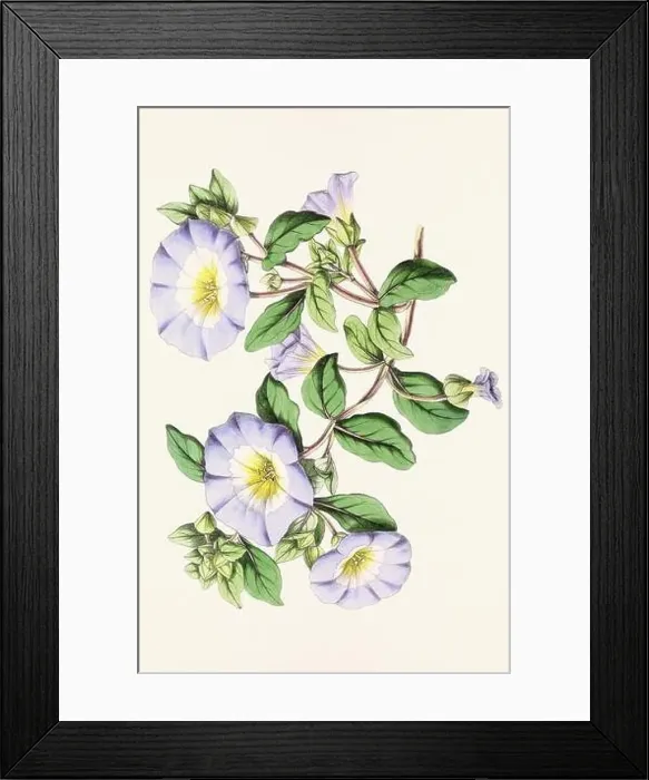 Framed Print : Vintage flower illustration Framed Print : Vintage flower illustration