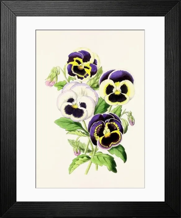 Framed Print : Vintage flower illustration Framed Print : Vintage flower illustration