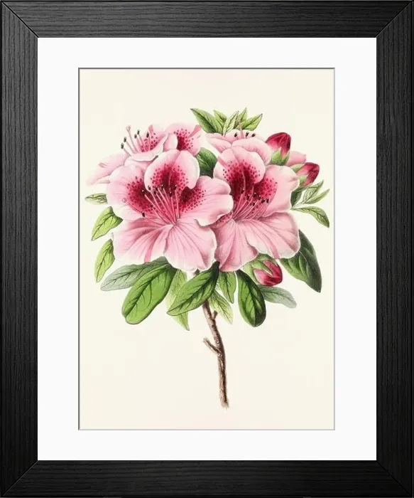 Framed Print : Vintage flower illustration Framed Print : Vintage flower illustration
