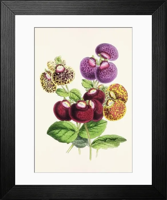 Framed Print : Vintage flower illustration Framed Print : Vintage flower illustration