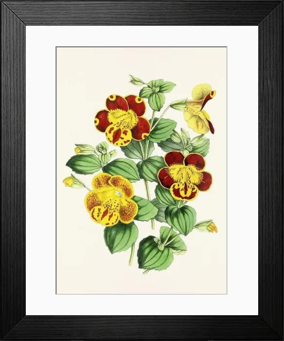 Framed Print : Vintage flower illustration Framed Print : Vintage flower illustration