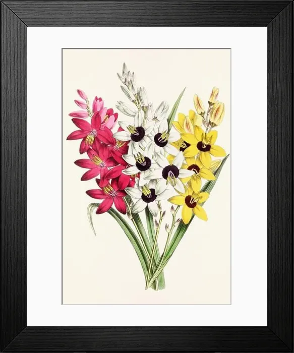 Framed Print : Vintage flower illustration Framed Print : Vintage flower illustration
