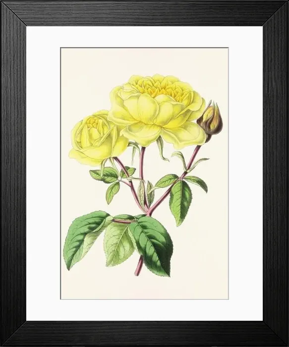 Framed Print : Vintage flower illustration Framed Print : Vintage flower illustration
