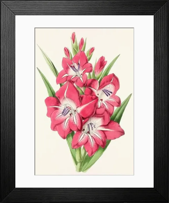 Framed Print : Vintage flower illustration Framed Print : Vintage flower illustration