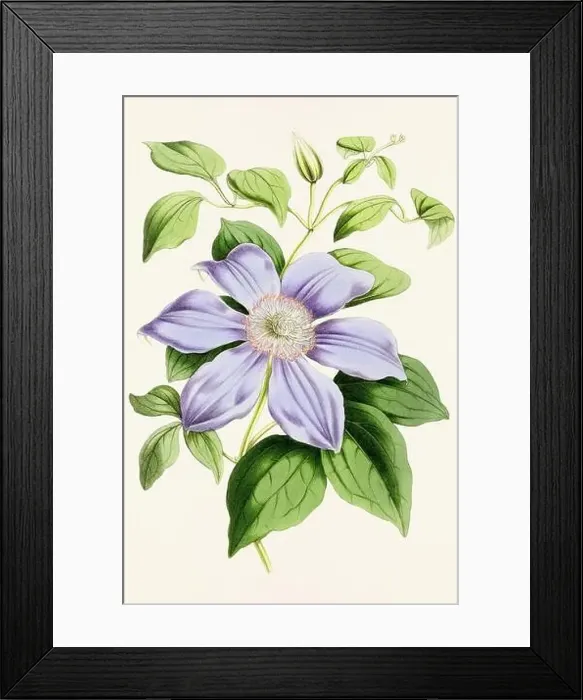 Framed Print : Vintage flower illustration Framed Print : Vintage flower illustration