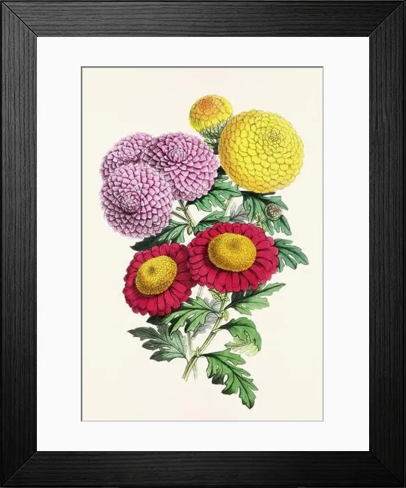 Framed Print : Vintage flower illustration Framed Print : Vintage flower illustration