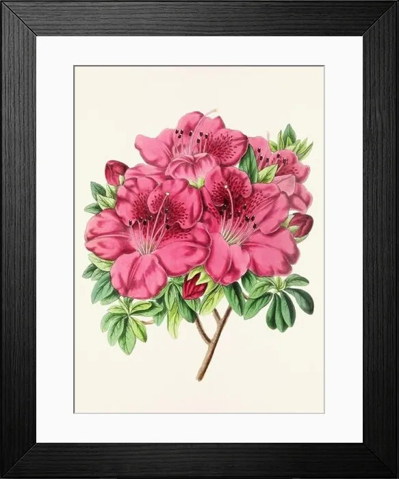 Framed Print : Vintage flower illustration Framed Print : Vintage flower illustration