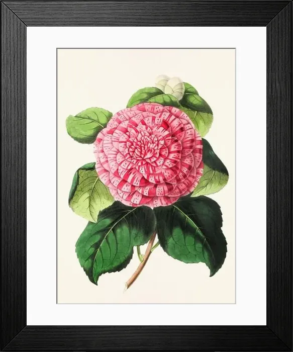 Framed Print : Vintage flower illustration Framed Print : Vintage flower illustration