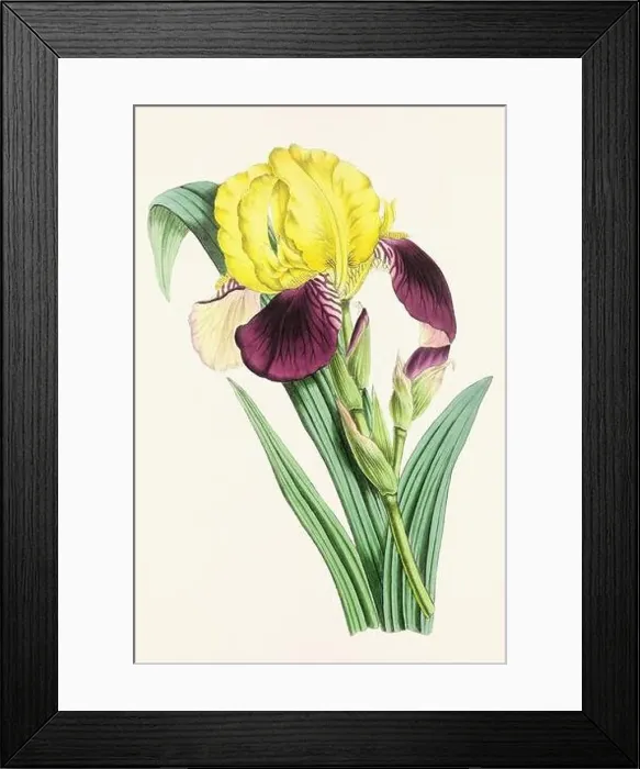 Framed Print : Vintage flower illustration Framed Print : Vintage flower illustration