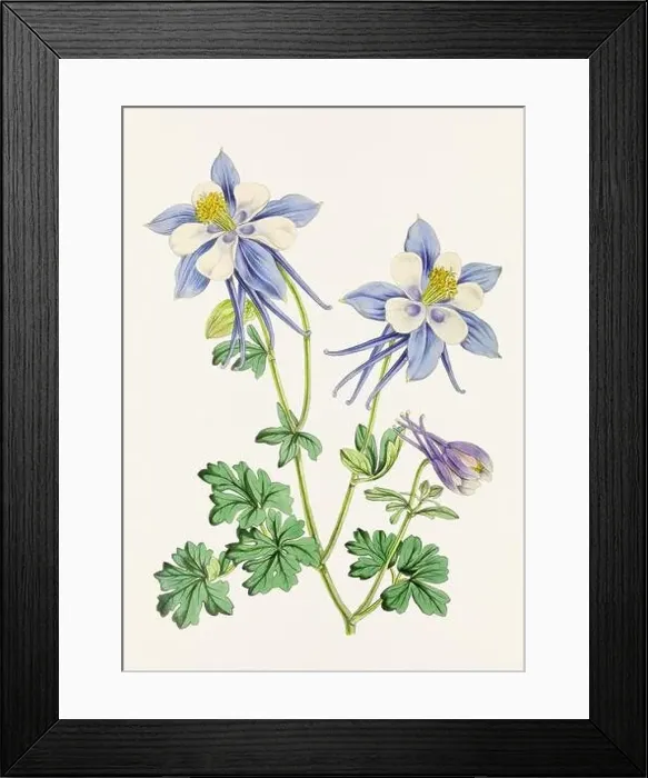 Framed Print : Vintage flower illustration Framed Print : Vintage flower illustration