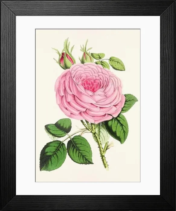 Framed Print : Vintage flower illustration Framed Print : Vintage flower illustration