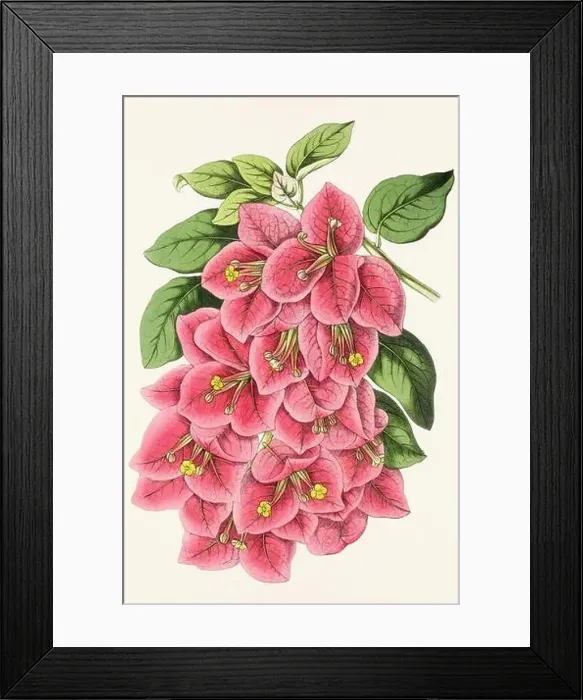 Framed Print : Vintage flower illustration Framed Print : Vintage flower illustration