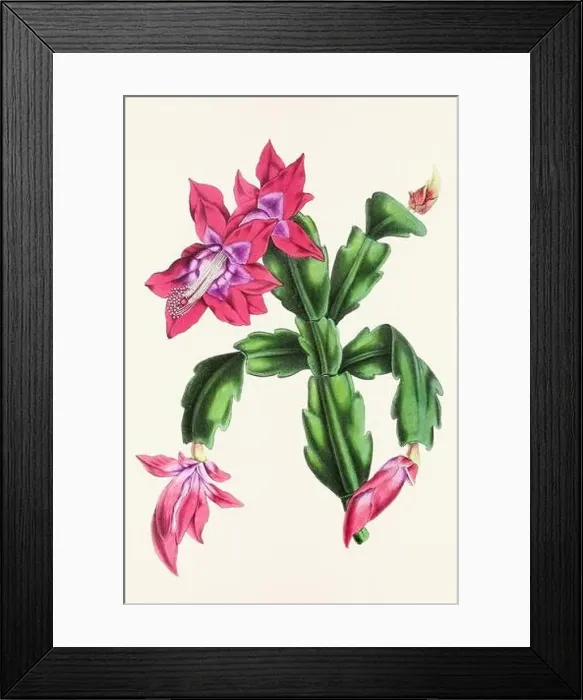 Framed Print : Vintage flower illustration Framed Print : Vintage flower illustration