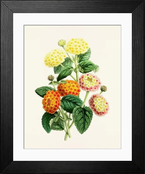 Framed Print : Vintage flower illustration Framed Print : Vintage flower illustration
