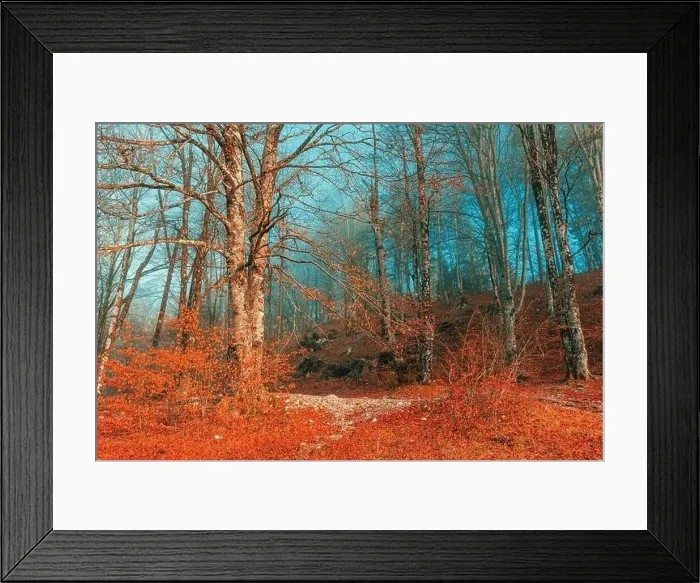 Framed Print : Trees in Bohinj park, scenic autumn landscape with fog and bare treetops, selective focus Framed Print : Trees in Bohinj park, scenic autumn landscape with fog and bare treetops, selective focus
