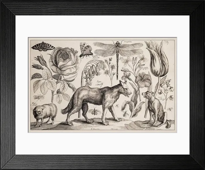 Framed Print : 1663 Etching by Wenceslaus Hollar Framed Print : 1663 Etching by Wenceslaus Hollar