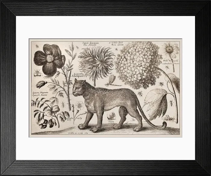 Framed Print : 1663 Etching by Wenceslaus Hollar Framed Print : 1663 Etching by Wenceslaus Hollar