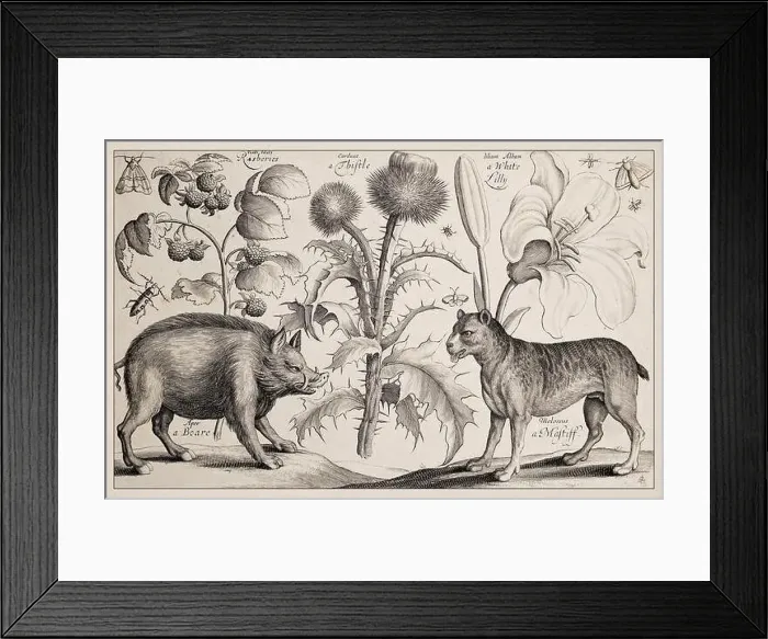 Framed Print : 1663 Etching by Wenceslaus Hollar Framed Print : 1663 Etching by Wenceslaus Hollar