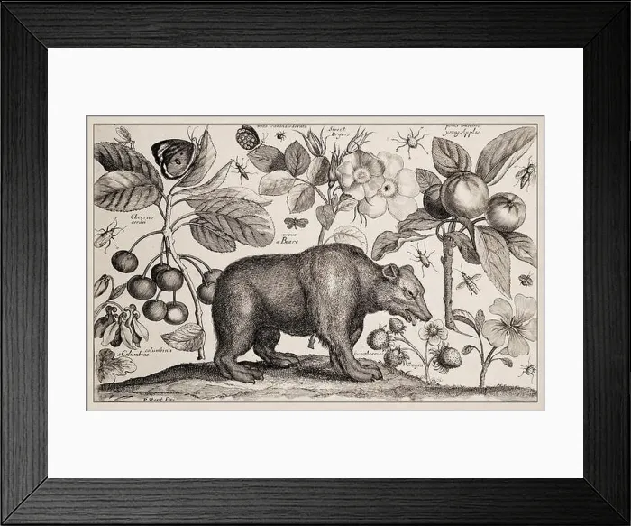 Framed Print : 1663 Etching by Wenceslaus Hollar Framed Print : 1663 Etching by Wenceslaus Hollar
