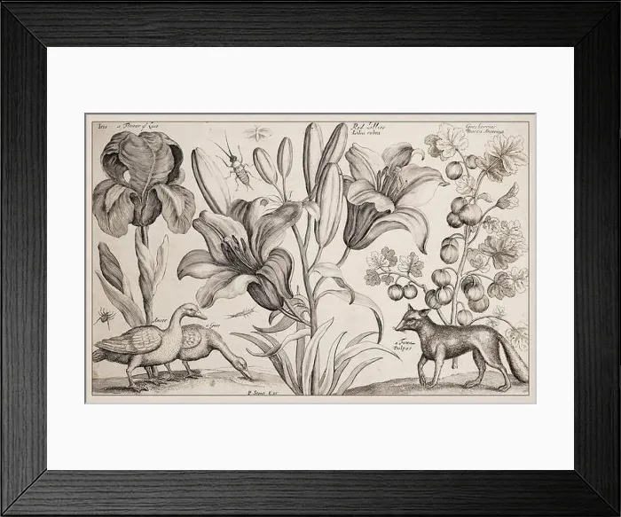 Framed Print : 1663 Etching by Wenceslaus Hollar Framed Print : 1663 Etching by Wenceslaus Hollar