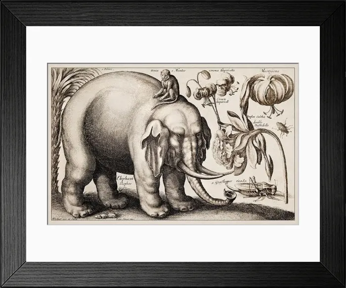 Framed Print : 1663 Etching by Wenceslaus Hollar Framed Print : 1663 Etching by Wenceslaus Hollar