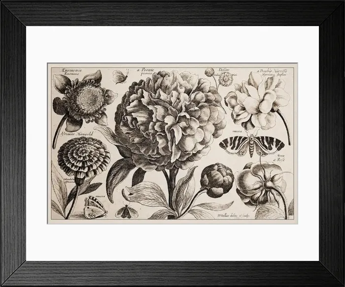 Framed Print : 1663 Etching by Wenceslaus Hollar. Exquisite ancient botanical depiction, finely detailed against a sepia background Framed Print : 1663 Etching by Wenceslaus Hollar. Exquisite ancient botanical depiction, finely detailed against a sepia background