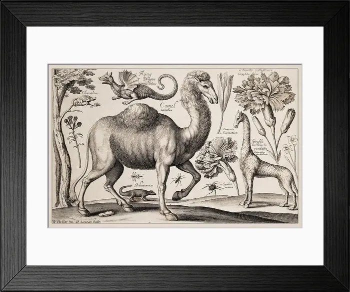 Framed Print : 1663 Etching by Wenceslaus Hollar Framed Print : 1663 Etching by Wenceslaus Hollar