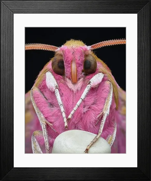 Framed Print : Portrait of the underside of a pink moth with brown eyes and white legs standing on an eraser-tip pencil Framed Print : Portrait of the underside of a pink moth with brown eyes and white legs standing on an eraser-tip pencil