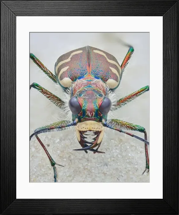 Framed Print : Full view of a brown tiger beetle with cream white spots on the elytra and dense white hairs Framed Print : Full view of a brown tiger beetle with cream white spots on the elytra and dense white hairs