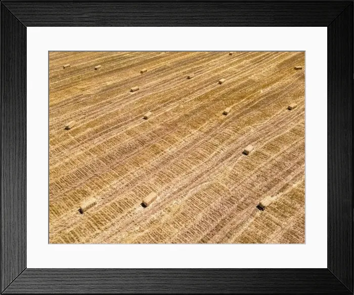 Framed Print : Harvested field with straw bales. Agriculture background with copy space. Summer and autumn harvest concept Framed Print : Harvested field with straw bales. Agriculture background with copy space. Summer and autumn harvest concept