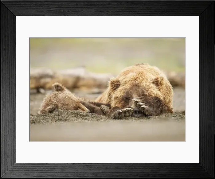 Framed Print : Bear Mother and Cub Napping Together Framed Print : Bear Mother and Cub Napping Together