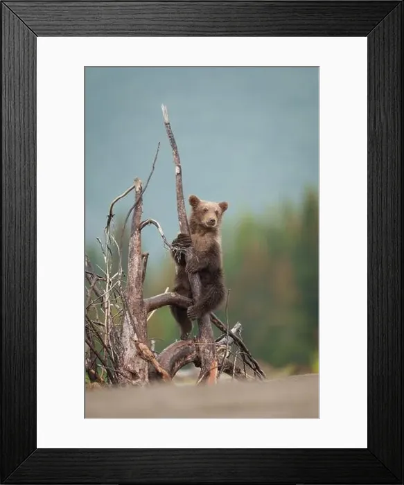 Framed Print : Brown Bear Cub Climbs Tree Snag Framed Print : Brown Bear Cub Climbs Tree Snag