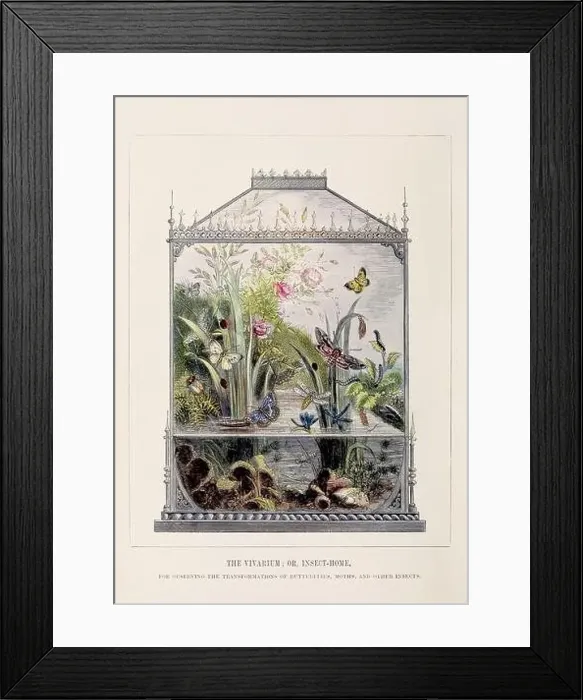 Framed Print : Butterfly Vivarium. Colorful illustration of the curious metamorphoses of some of the most beautiful insects, ca. 1850 Framed Print : Butterfly Vivarium. Colorful illustration of the curious metamorphoses of some of the most beautiful insects, ca. 1850