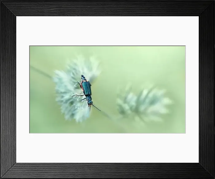 Framed Print : Macro of a malachite beetle ( Malachius Bipustulatus ) on a cock's-foot Framed Print : Macro of a malachite beetle ( Malachius Bipustulatus ) on a cock's-foot