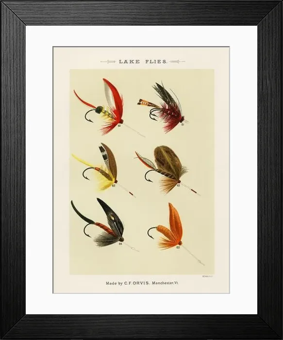 Framed Print : Vintage Illustration of fly fishing hooks Framed Print : Vintage Illustration of fly fishing hooks