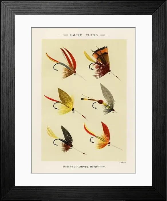 Framed Print : Vintage Illustration of fly fishing hooks Framed Print : Vintage Illustration of fly fishing hooks