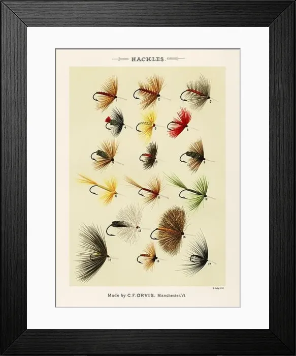 Framed Print : Vintage Illustration of fly fishing hooks Framed Print : Vintage Illustration of fly fishing hooks