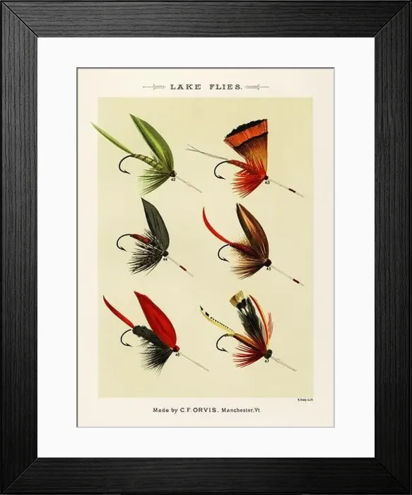 Framed Print : Vintage Illustration of fly fishing hooks Framed Print : Vintage Illustration of fly fishing hooks