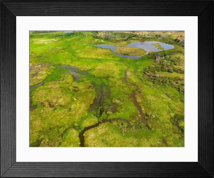 Framed Print : Close-up drone shot of the bright green flooded grasslands of the Pantanal in Brasil Framed Print : Close-up drone shot of the bright green flooded grasslands of the Pantanal in Brasil