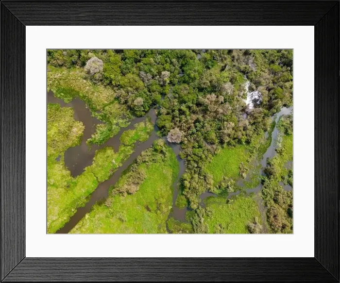 Framed Print : Close-up drone shot of the bright green flooded grasslands of the Pantanal in Brasil
