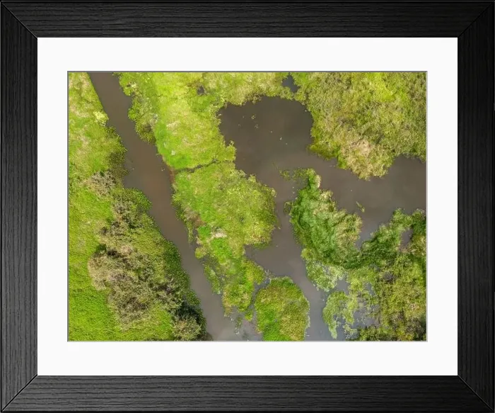 Framed Print : Close-up drone shot of the bright green flooded grasslands of the Pantanal in Brasil
