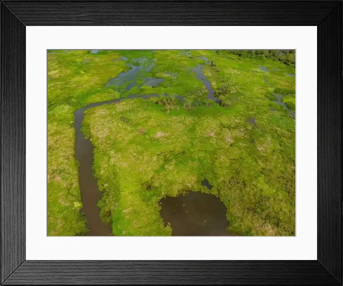 Framed Print : Close-up drone shot of the bright green flooded grasslands of the Pantanal in Brasil