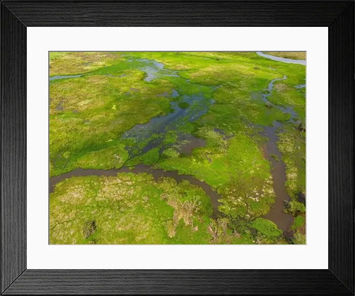 Framed Print : Close-up drone shot of the bright green flooded grasslands of the Pantanal in Brasil Framed Print : Close-up drone shot of the bright green flooded grasslands of the Pantanal in Brasil